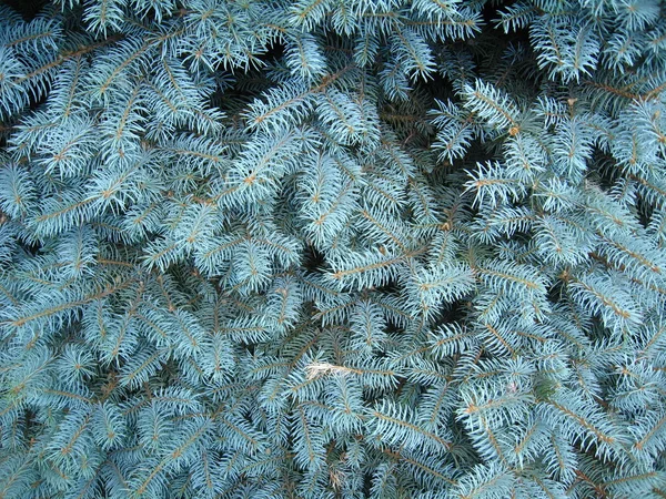 Licht blauw takken van jonge bont-boom — Stockfoto