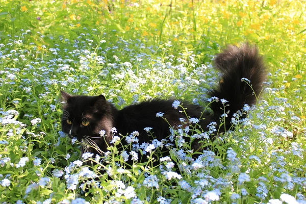 Черный кот с белым галстуком в кустах — стоковое фото