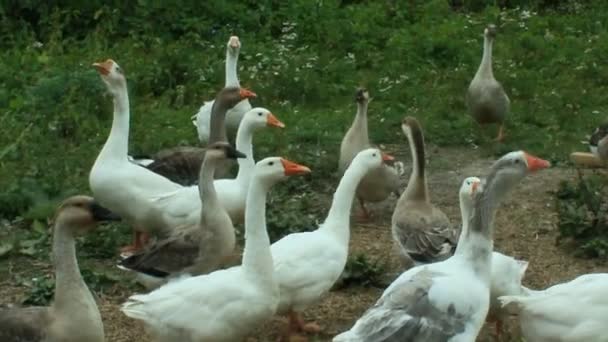Vuelo de gansos blancos en un prado — Vídeo de stock