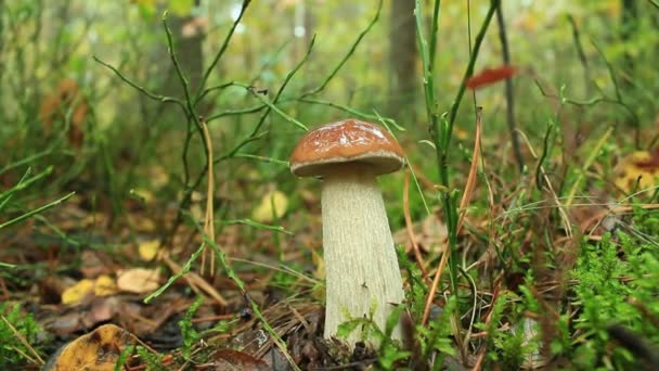 Beautiful and little cep in the forest — Stock Video