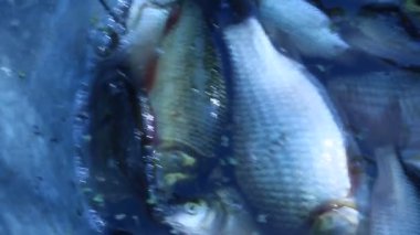 kova ile crucians yakalandı