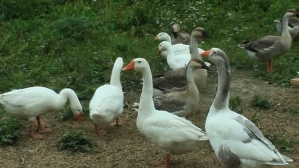 Flight of white geese on a meadow — Stock Video