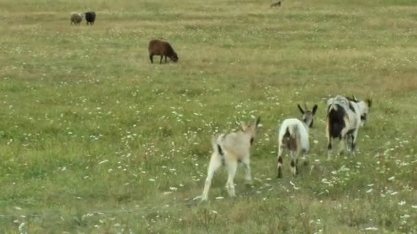 Ziegen weiden auf der Weide — Stockvideo