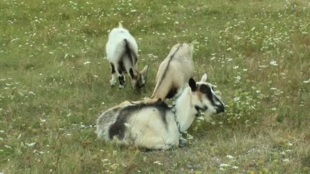 ヤギは牧草地の上に立って — ストック動画