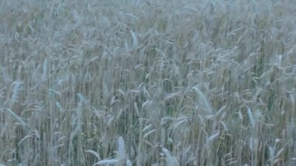Klásky pšenice — Stock video