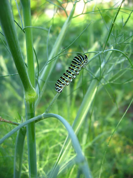 蝴蝶 machaon 的毛虫 — 图库照片