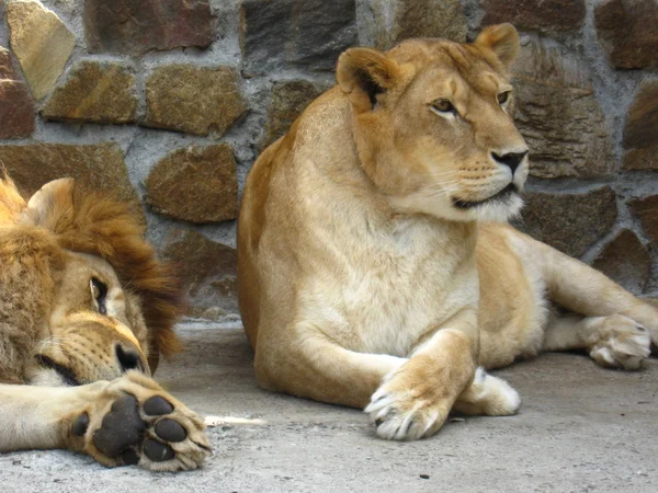 Il leone e una leonessa hanno un riposo — Foto Stock