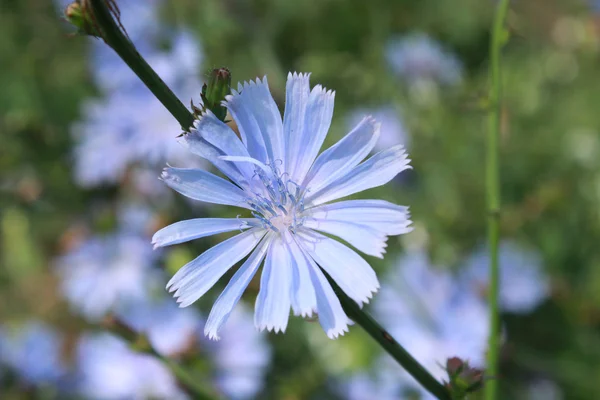 菊苣的蓝色小花 — 图库照片