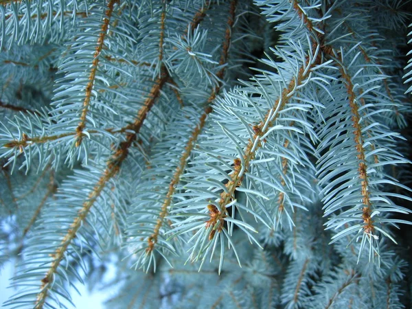 Light blue branches of young fur-tree — Stock Photo, Image