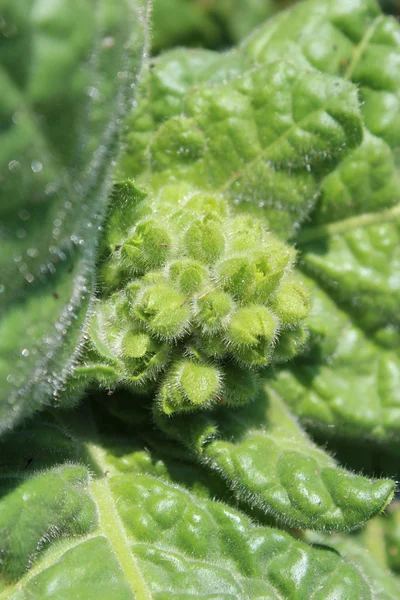 Nicht abgewiesen Knospen von Tabakblüten — Stockfoto