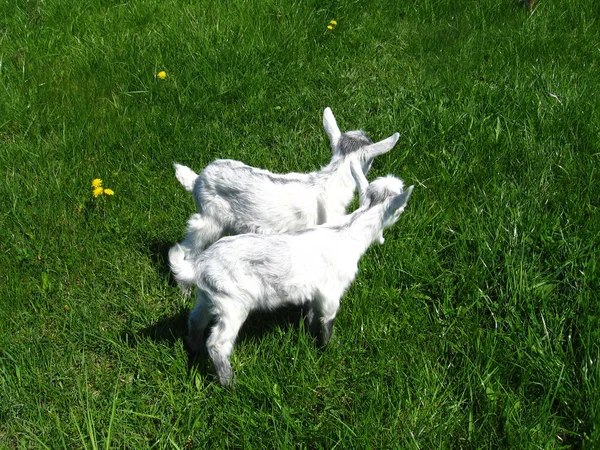 Goat kids on the pasture — Stock Photo, Image