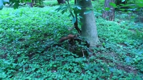 Eekhoorn in de groene struiken in het park — Stockvideo