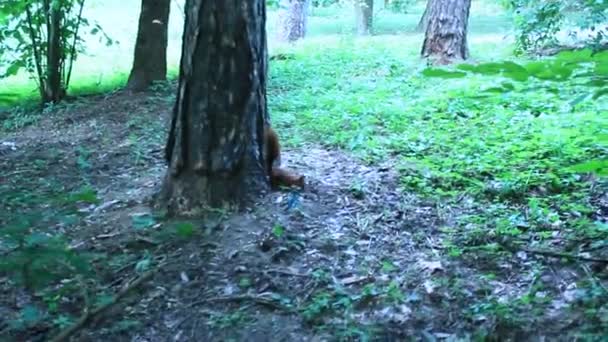 Esquilo nos arbustos verdes no parque — Vídeo de Stock