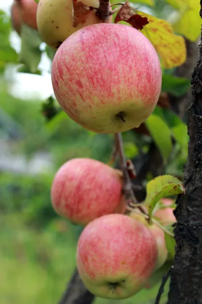 Very tasty and ripe apples on the tree — Stock Photo, Image