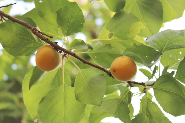 Meyve olgun kayısı ağacı üzerinde — Stok fotoğraf