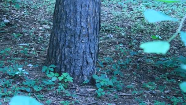 Dos ardillas persiguiéndose en el árbol — Vídeos de Stock