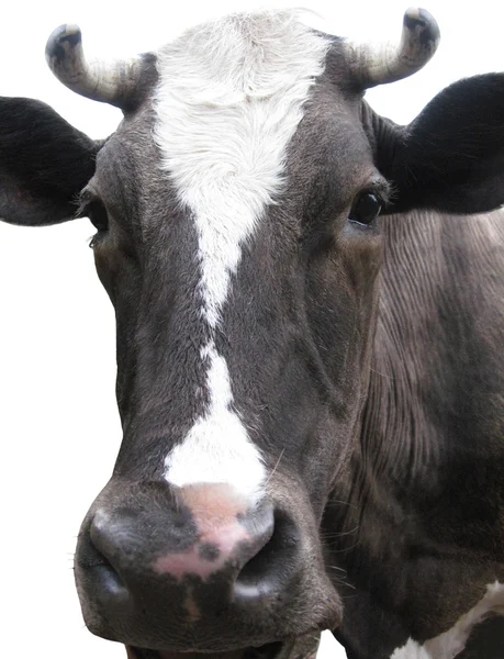 Vaca preto-e-branco no fundo branco — Fotografia de Stock