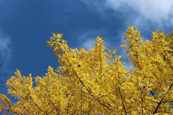 Ağaçta sarı sonbahar yaprakları — Stok fotoğraf
