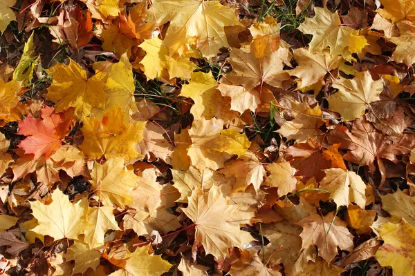 Podzimní park s listy — Stock fotografie