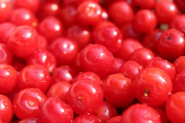 Frijoles de bayas rojas de Prunus tomentosa —  Fotos de Stock