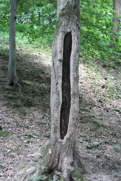 Arbre avec grand trou dans l'écorce — Photo