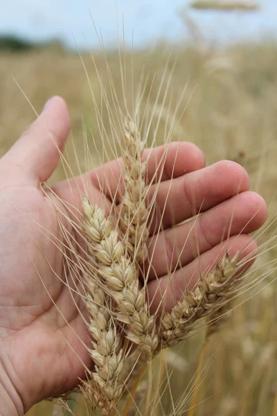Колоски пшеницы в руке — стоковое фото
