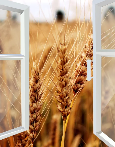 Janela aberta para o campo de trigo — Fotografia de Stock