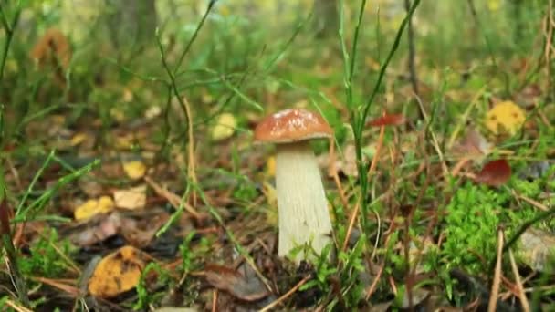 Schöne und kleine Steinpilze im Wald — Stockvideo