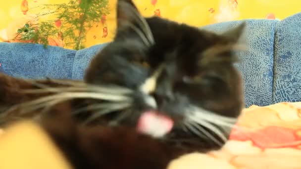 Gato negro lavándose por su lengua — Vídeo de stock