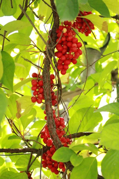 Branche de schizandra rouge — Photo