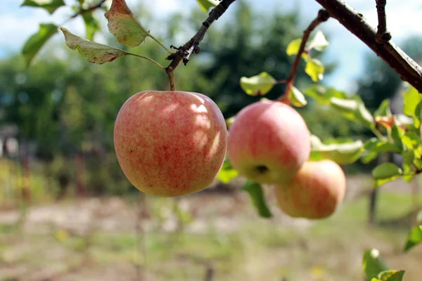 非常においしいと熟したリンゴ — ストック写真
