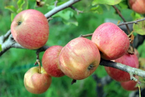 Bardzo smaczne i dojrzałe jabłka — Zdjęcie stockowe