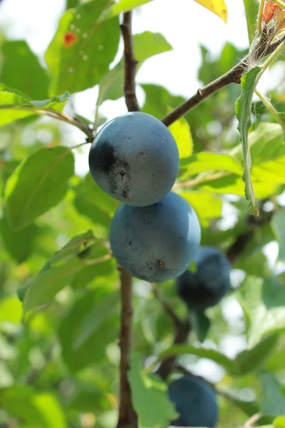 Fruits of plum on the tree — Stock Photo, Image