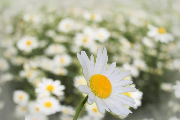 Цветок белого ромашки — стоковое фото