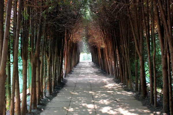 Caminho no parque com árvores densas — Fotografia de Stock