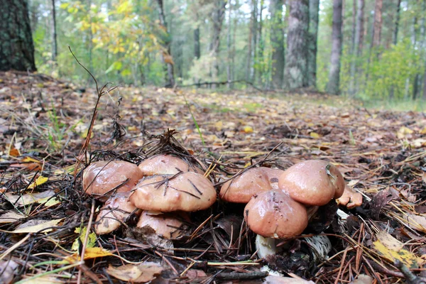 Beaux champignons de Suillus — Photo