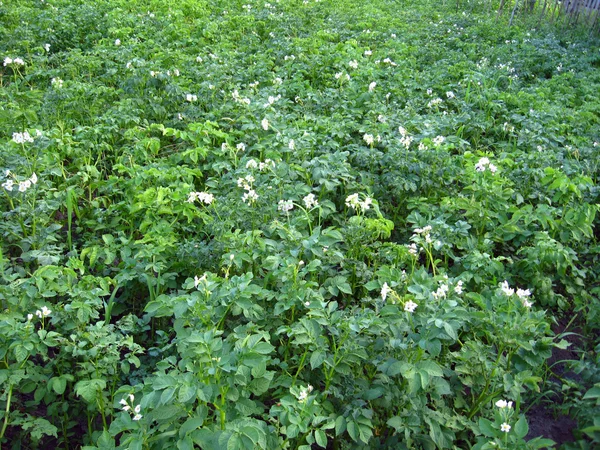 Jardim de cozinha da batata florescente — Fotografia de Stock