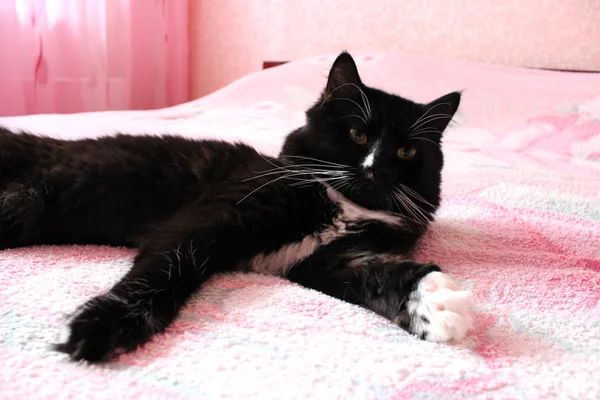 Gato negro acostado propenso en la cama matrimonial — Foto de Stock