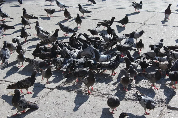 Багато голубів, що харчуються по дорозі — стокове фото