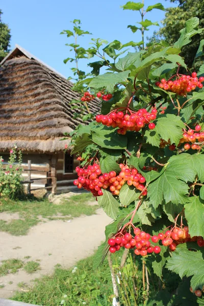 Klastrowany czerwony lebiodka poza stary dom wiejski — Zdjęcie stockowe