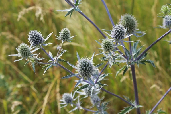 Eryngium dikenli bitki — Stok fotoğraf