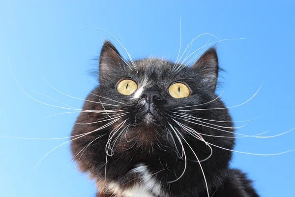 Gato negro con corbata blanca —  Fotos de Stock