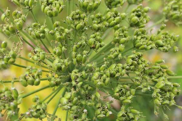 Grote umbels van heracleum — Stockfoto