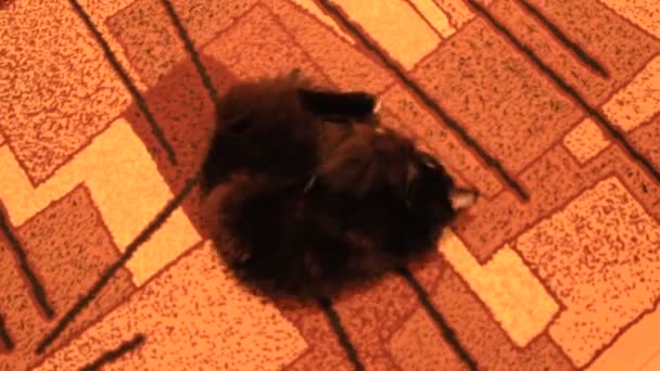 Gato negro lolling alrededor en la alfombra — Vídeos de Stock