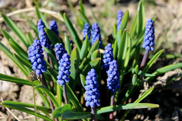 Dei bellissimi fiori blu di muscari — Foto Stock