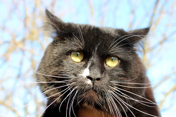 Schwarze wütende Katze — Stockfoto