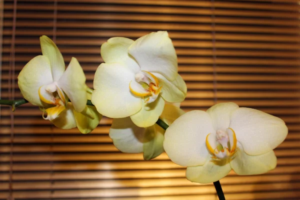 Rama de una orquídea blanca floreciente — Foto de Stock