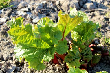 ravent mutfak bahçedeki küçük lahanası