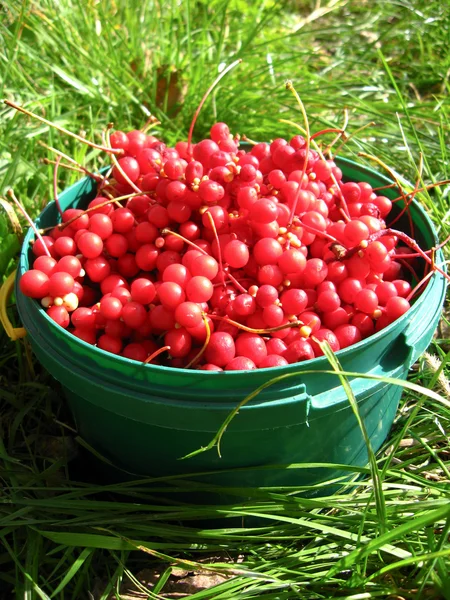 Récolte de schizandra rouge — Photo