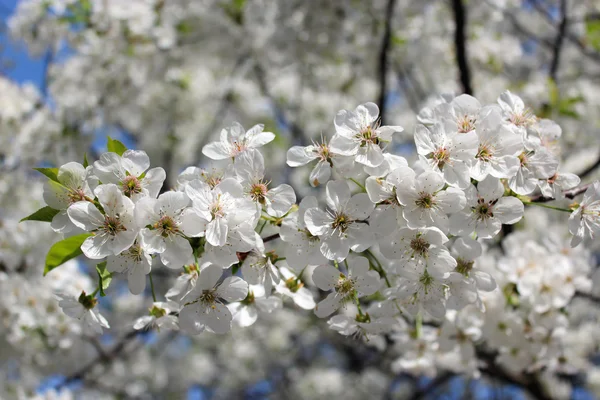 Branch of blossoming cherry — Stock Photo, Image